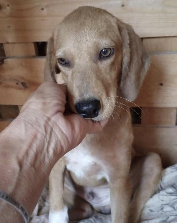 Golia 4 Mes Di Pura Bellezza Cerca Casa