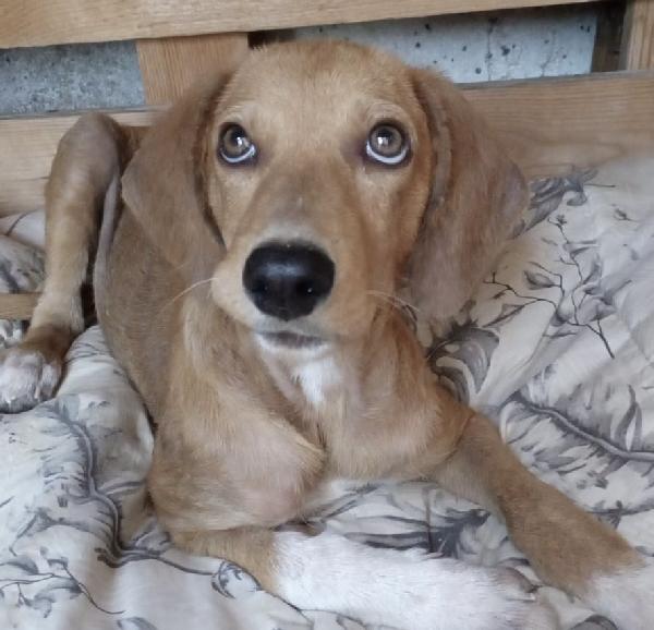 Golia 4 mes di pura bellezza cerca casa Foto 2