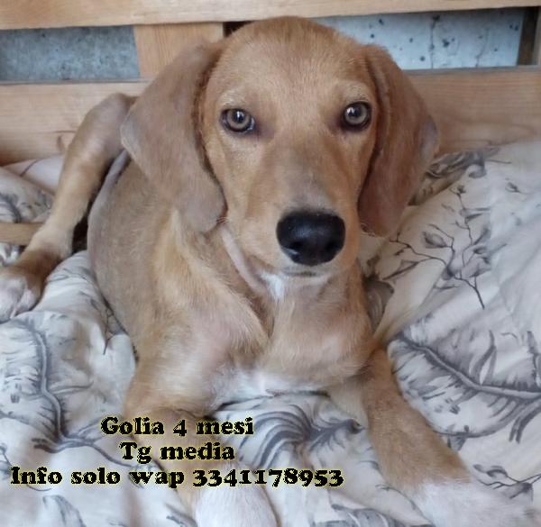 Golia 4 mes di pura bellezza cerca casa Foto 5