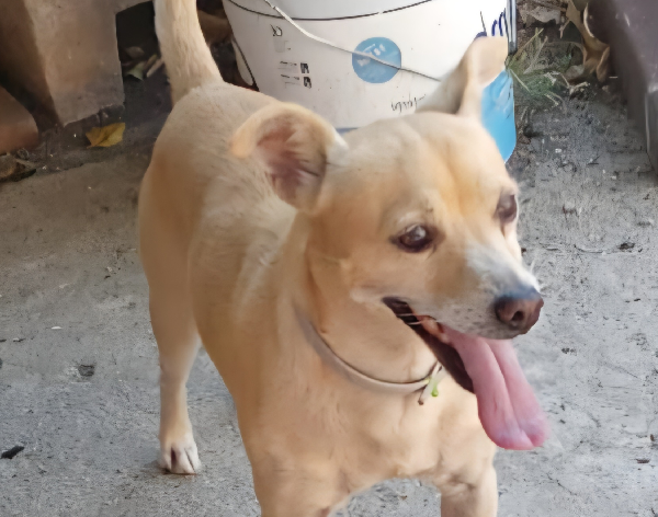 Spritz Simil Pinscher 4 Anni Taglia Piccola 7 Kg
