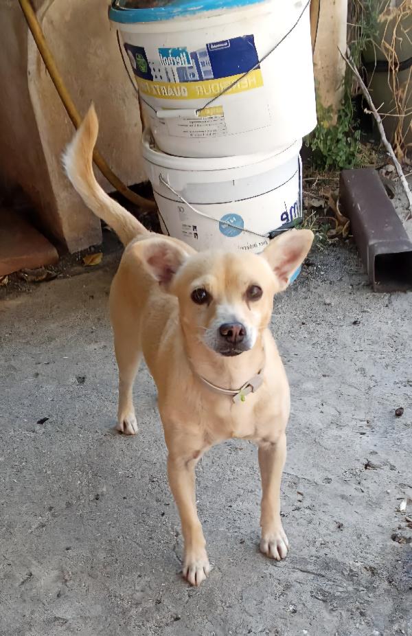 SPRITZ simil Pinscher 4 anni taglia piccola 7 kg Foto 3
