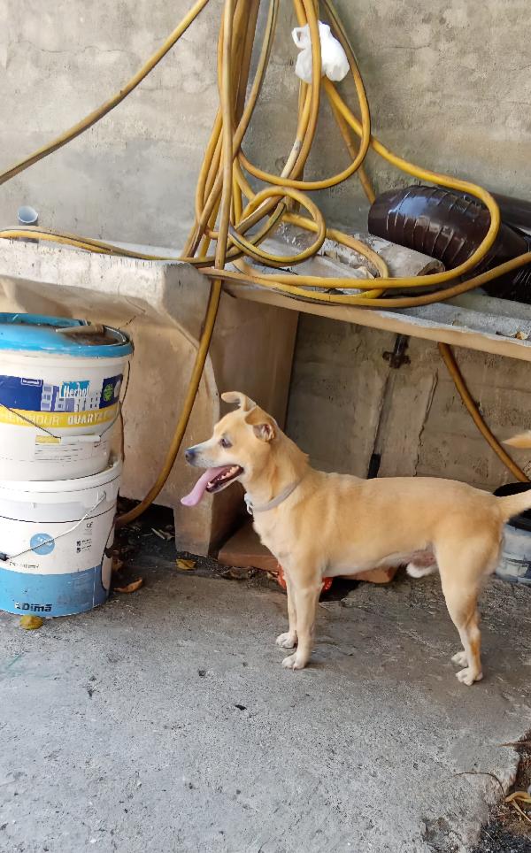 SPRITZ simil Pinscher 4 anni taglia piccola 7 kg Foto 4
