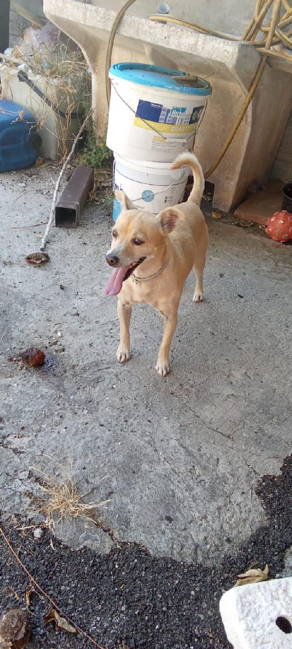 SPRITZ simil Pinscher 4 anni taglia piccola 7 kg Foto 5