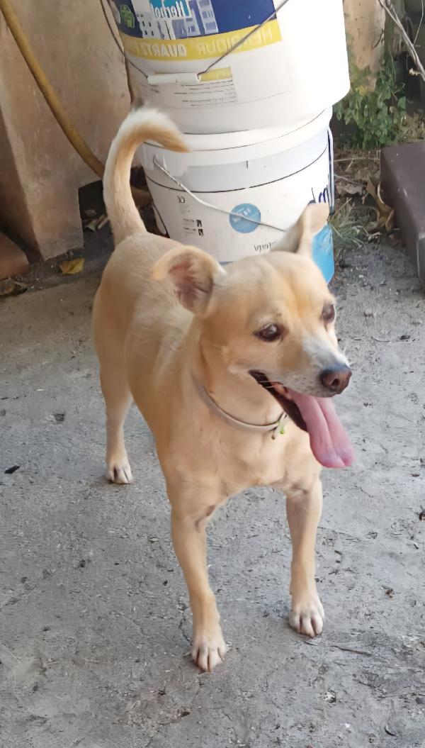 SPRITZ simil Pinscher 4 anni taglia piccola 7 kg Foto 6