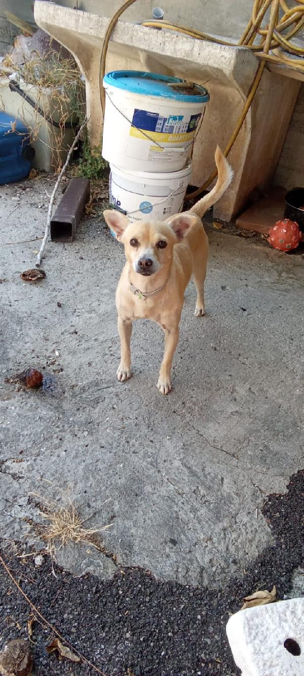 SPRITZ simil Pinscher 4 anni taglia piccola 7 kg Foto 7