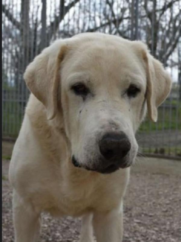 Labrador Puro 8Anni Super Sfortunato! Napoli