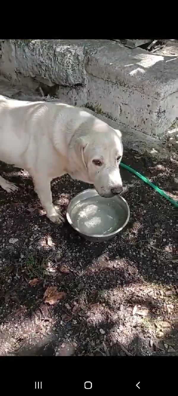 Labrador puro 8anni super sfortunato! NAPOLI Foto 9