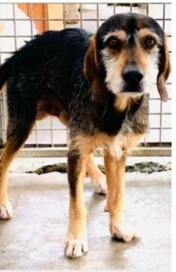 Segigino ENTRATO IN CANILE NEL 2012! POVERA ANIMA.. Foto 2