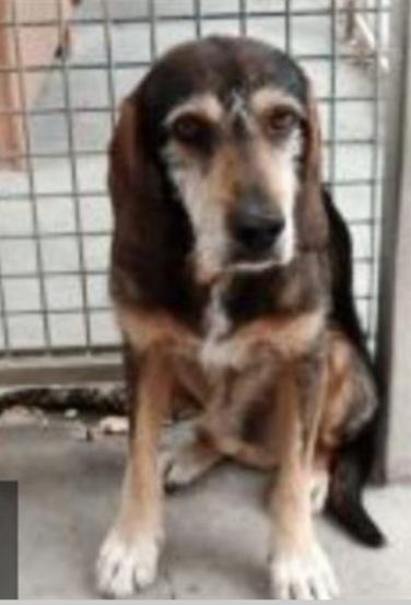 Segigino ENTRATO IN CANILE NEL 2012! POVERA ANIMA.. Foto 3