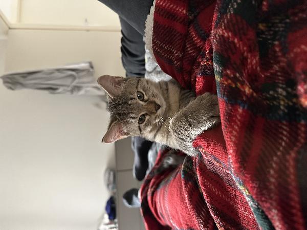 Gandalf Foto 4