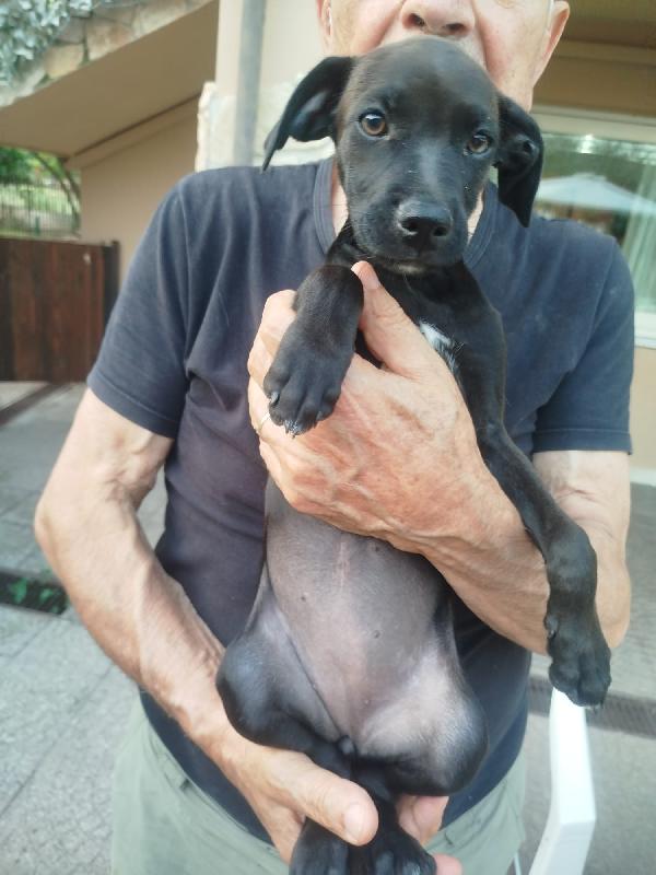 ADOTTA LA TENERA AMY Foto 2
