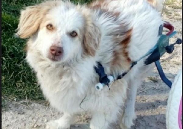 Femmina 4anni e 1/2 kg9 PARALIZZATA MA AUTONOMA Foto 2