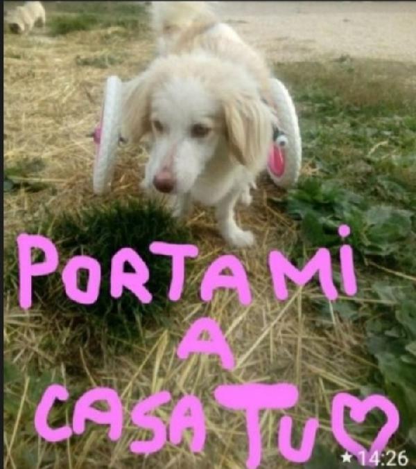 Femmina 4anni e 1/2 kg9 PARALIZZATA MA AUTONOMA Foto 3