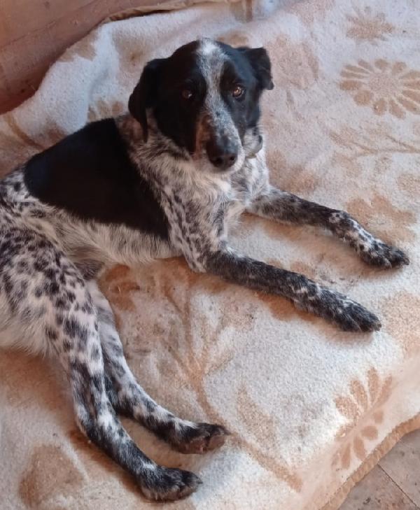 12Anni Kg12/13 Entrato Cucciolo In Cs