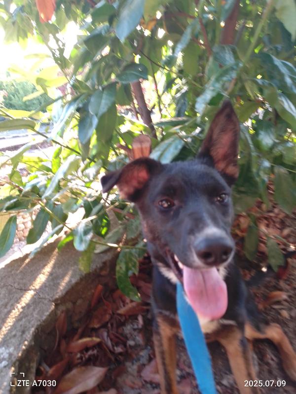 ✨ Timothy, il cucciolo dal cuore forte che sogna casa ✨ Foto 3