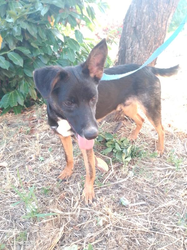 ✨ Timothy, il cucciolo dal cuore forte che sogna casa ✨ Foto 6