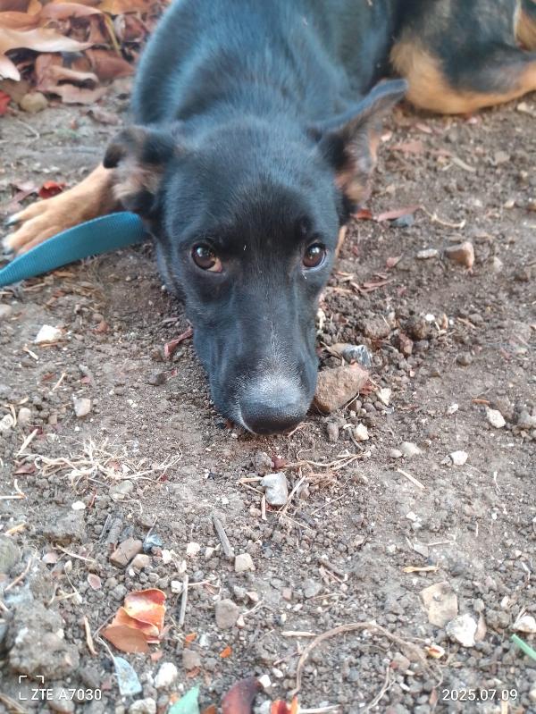 🐾💛Tomothy cerca la sua famiglia 💕🧑🏻‍🧑🏻‍🧒🏻 Foto 2
