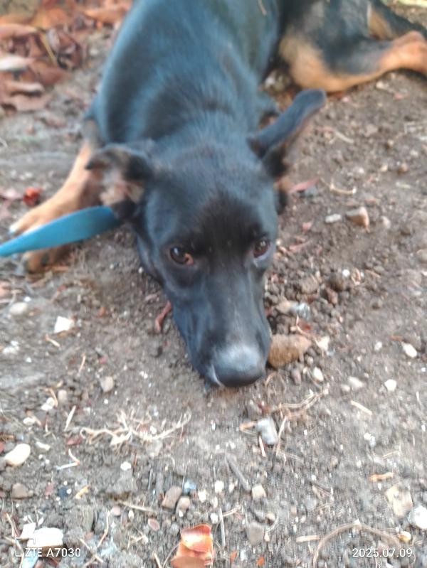 🐾💛Tomothy cerca la sua famiglia 💕🧑🏻‍🧑🏻‍🧒🏻 Foto 5