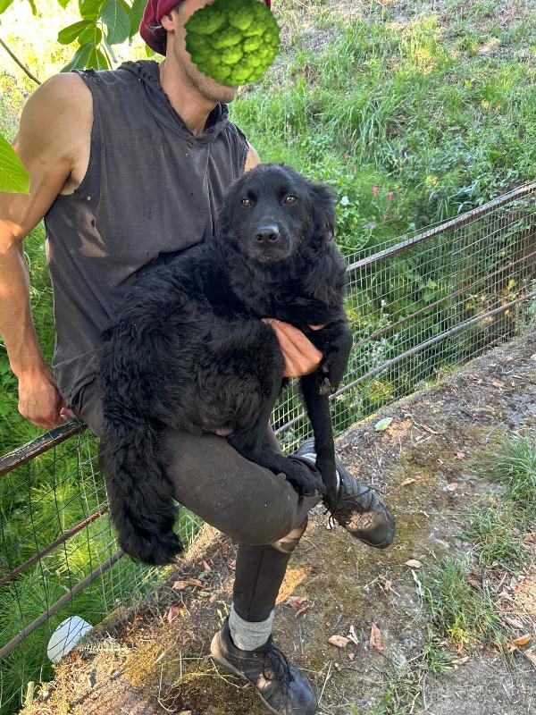 💔 Caty, la mammina coraggiosa abbandonata con i suoi 9 cuccioli 💔 Foto 4