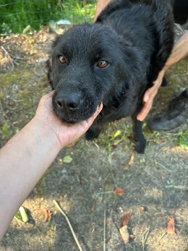 🌸🐾Caty dolce mammina cerca la sua famiglia 💕🧑🏻‍🧑🏻‍🧒🏻 Foto 3