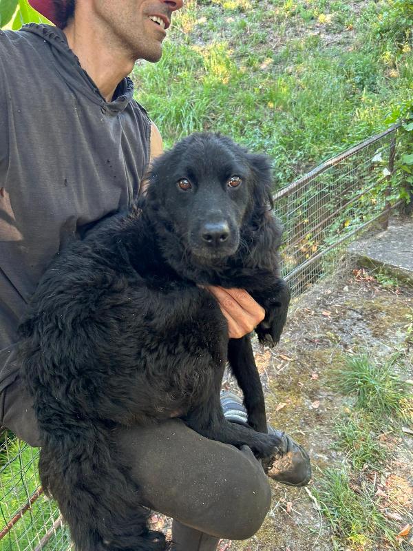 🌸🐾Caty dolce mammina cerca la sua famiglia 💕🧑🏻‍🧑🏻‍🧒🏻 Foto 5