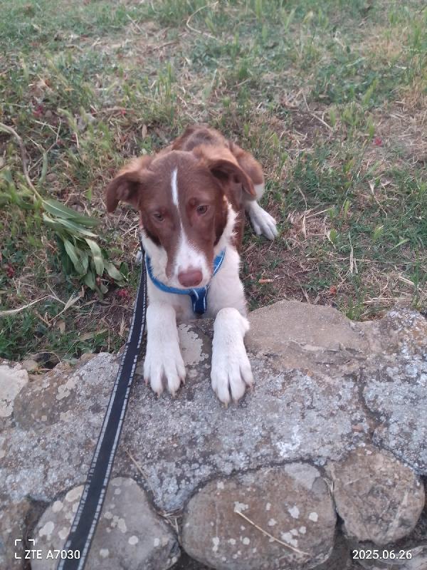 ✨ Nick, 6 mesi, sopravvissuto e in cerca di amore ✨ Foto 4