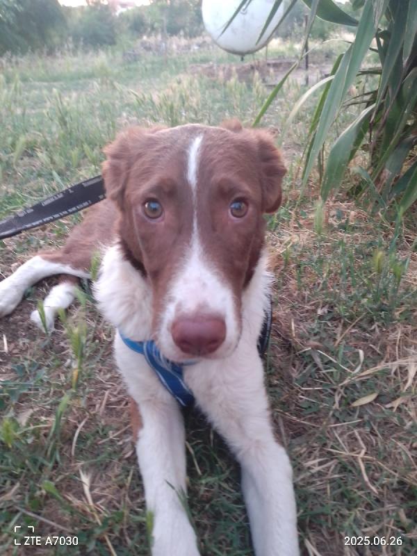 ✨ Nick, 6 mesi, sopravvissuto e in cerca di amore ✨ Foto 7