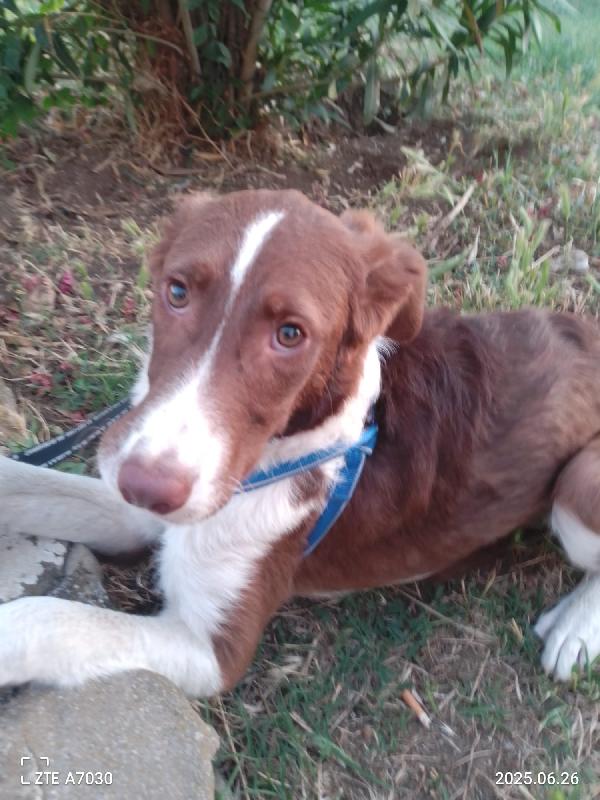 🐾💛Nick Cucciolo Meraviglioso Cerca La Sua Famiglia 💕🧑🏻‍🧑🏻‍🧒🏻