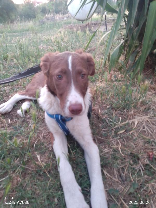 🐾💛Nick cucciolo meraviglioso cerca la sua famiglia 💕🧑🏻‍🧑🏻‍🧒🏻 Foto 3