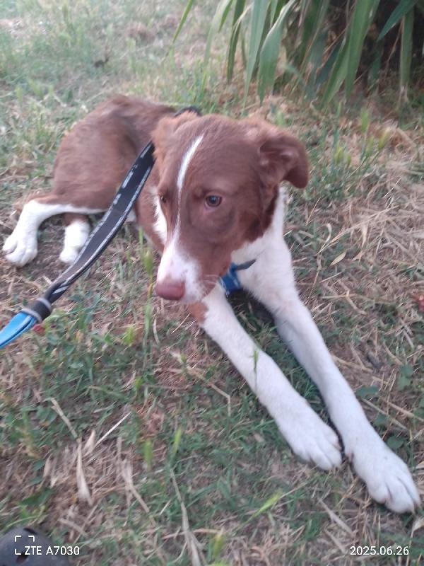 🐾💛Nick cucciolo meraviglioso cerca la sua famiglia 💕🧑🏻‍🧑🏻‍🧒🏻 Foto 5