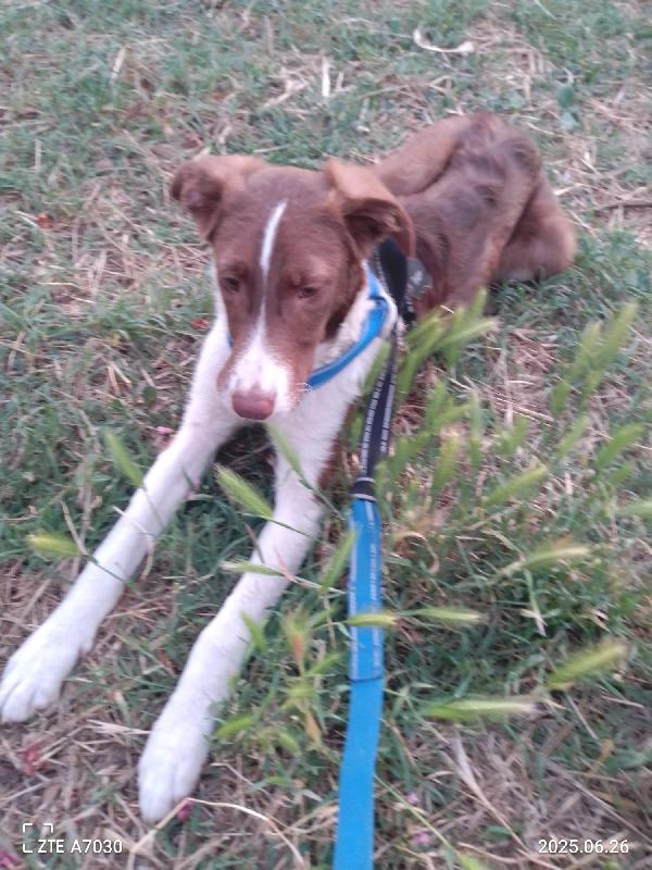 🐾💛Nick cucciolo meraviglioso cerca la sua famiglia 💕🧑🏻‍🧑🏻‍🧒🏻 Foto 6
