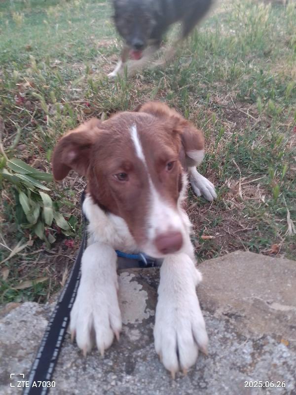 🐾💛Nick cucciolo meraviglioso cerca la sua famiglia 💕🧑🏻‍🧑🏻‍🧒🏻 Foto 8