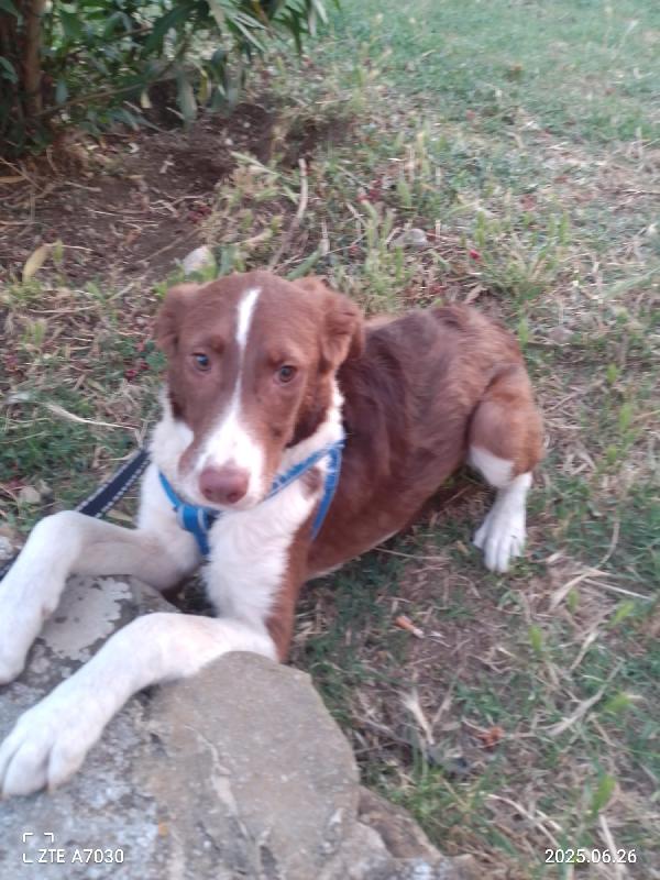🐾💛Nick cucciolo meraviglioso cerca la sua famiglia 💕🧑🏻‍🧑🏻‍🧒🏻 Foto 9