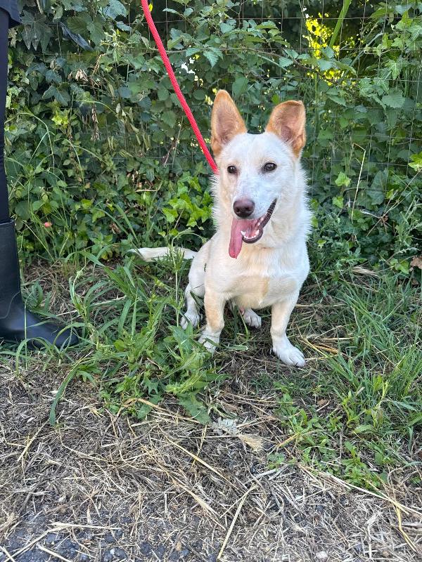 💔 Sam, Abbandonato A 4 Mesi: Ora Sogna Solo Una Casa 💔