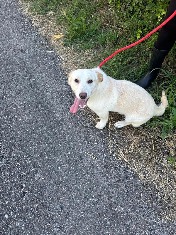 💔 Sam, abbandonato a 4 mesi: ora sogna solo una casa 💔 Foto 2