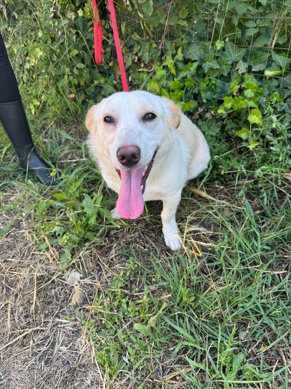 💔 Sam, abbandonato a 4 mesi: ora sogna solo una casa 💔 Foto 3