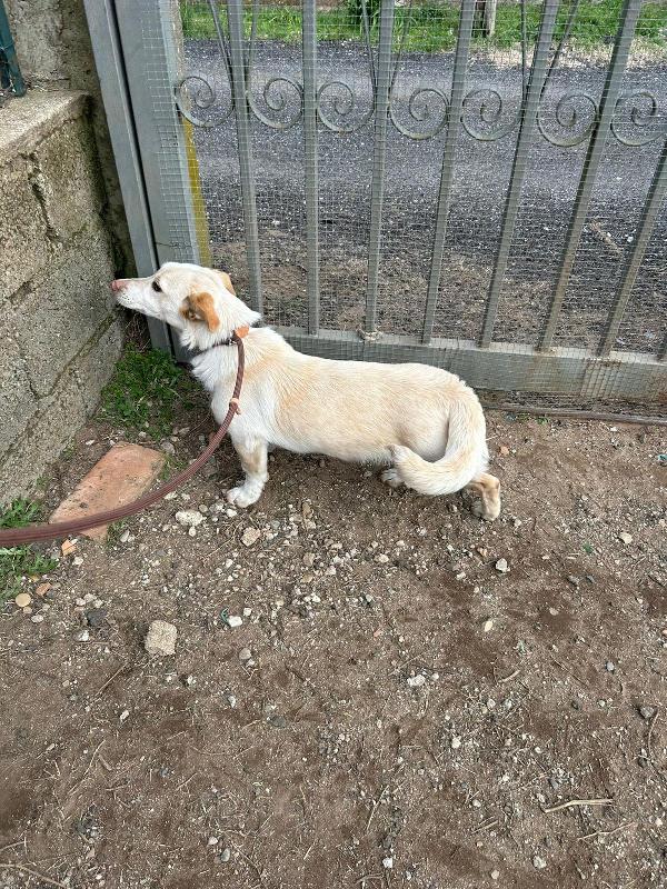 💔 Sam, abbandonato a 4 mesi: ora sogna solo una casa 💔 Foto 5