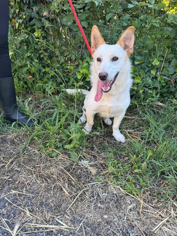 💔 Sam, abbandonato a 4 mesi: ora sogna solo una casa 💔 Foto 6