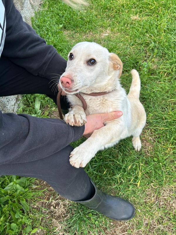 💔 Sam, abbandonato a 4 mesi: ora sogna solo una casa 💔 Foto 7