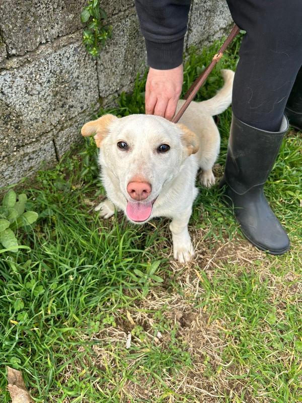 💔 Sam, abbandonato a 4 mesi: ora sogna solo una casa 💔 Foto 10