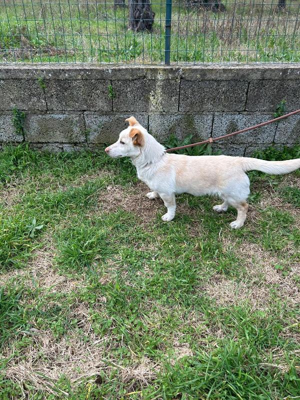  🐾💛 Sam splendido giovanotto cerca casa 🏠💕 Foto 3