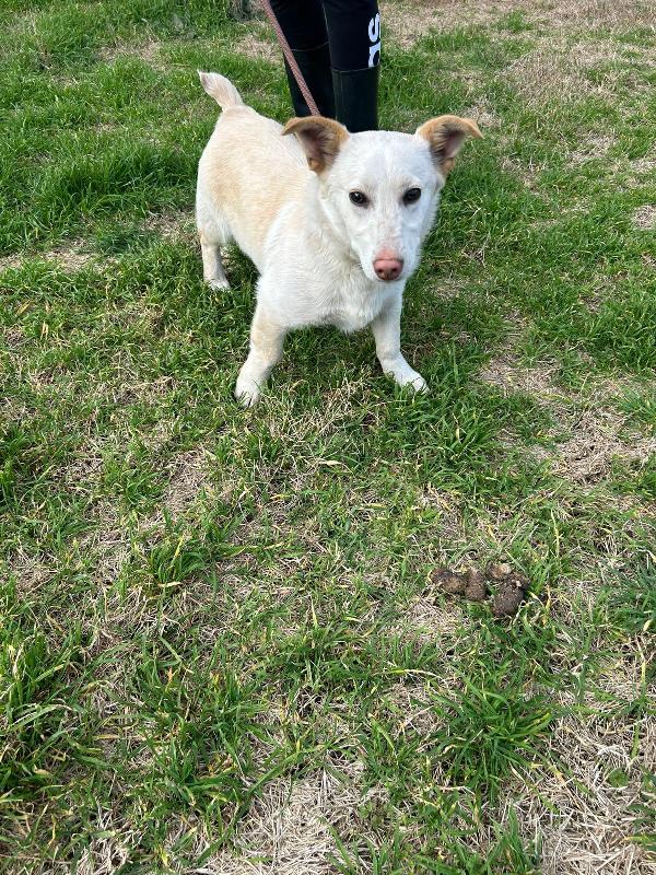  🐾💛 Sam splendido giovanotto cerca casa 🏠💕 Foto 8