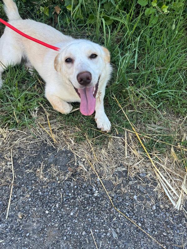  🐾💛 Sam splendido giovanotto cerca casa 🏠💕 Foto 9