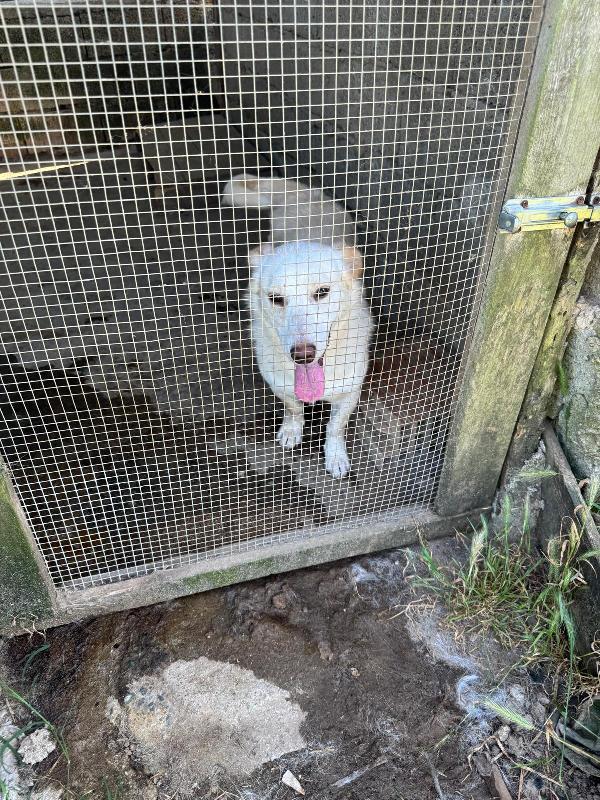  🐾💛 Sam splendido giovanotto cerca casa 🏠💕 Foto 11