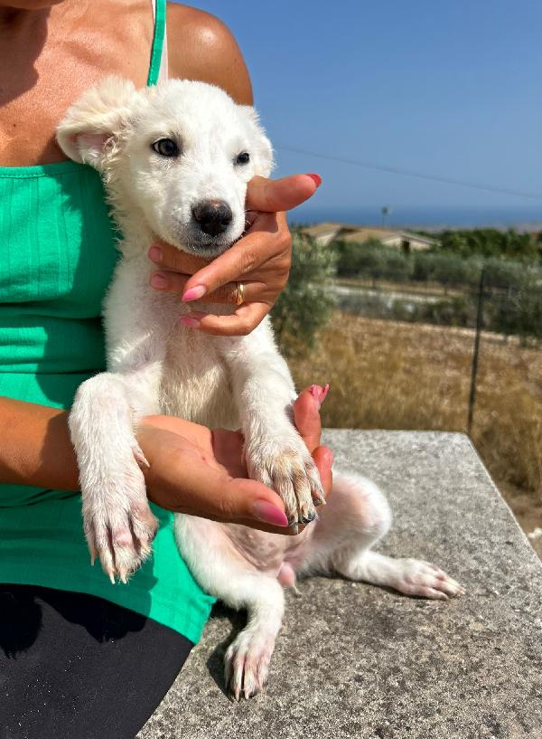 Cucciola Nuvolosa
