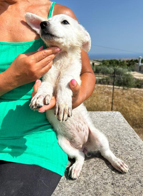 Cucciola nuvolosa Foto 5