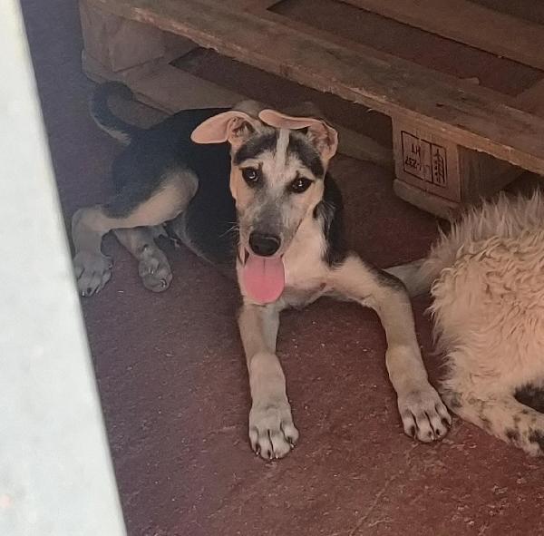 SOS STALLO ADOZIONE DOLCE CUCCIOLO IN CANILE  Foto 2