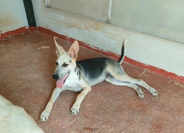 SOS STALLO ADOZIONE DOLCE CUCCIOLO IN CANILE  Foto 3