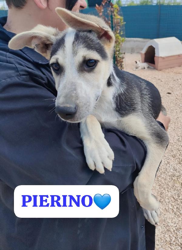 SOS STALLO ADOZIONE DOLCE CUCCIOLO IN CANILE  Foto 5