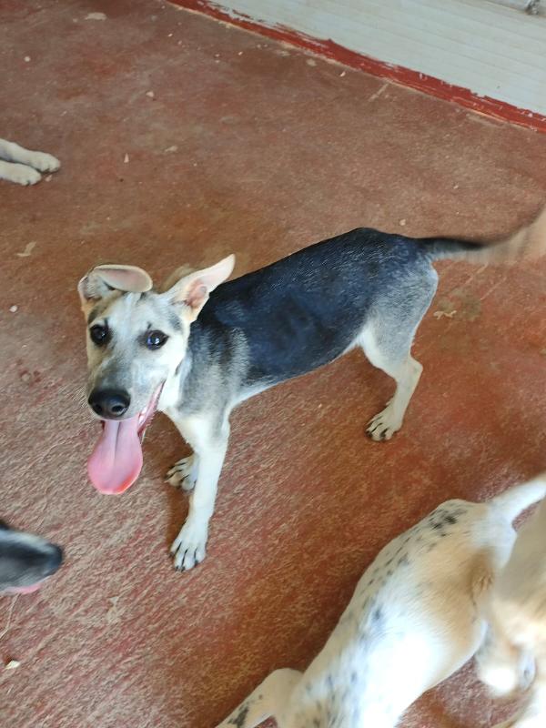 SOS STALLO ADOZIONE DOLCE CUCCIOLO IN CANILE  Foto 6